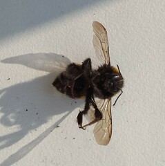 Bombus