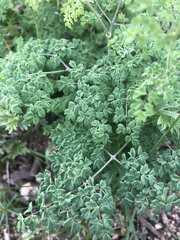 Thalictrum simplex galioides