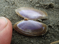 Hiatula nitida