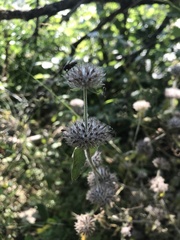 Clinopodium caucasicum