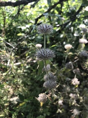 Clinopodium caucasicum