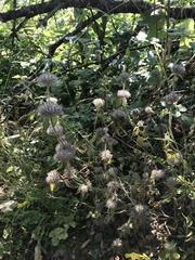 Clinopodium caucasicum