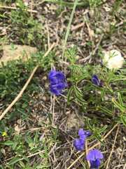Scutellaria baicalensis