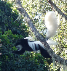Colobus caudatus