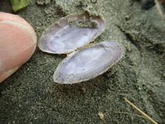Hiatula nitida