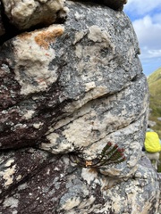 Sonderothamnus petraeus