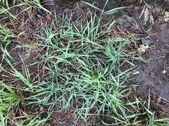 Leymus chinensis