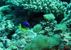 Pomacentrus caeruleus