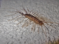 Scutigera coleoptrata
