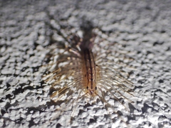 Scutigera coleoptrata