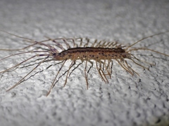 Scutigera coleoptrata