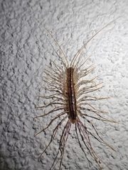 Scutigera coleoptrata