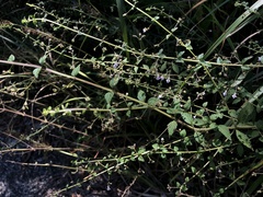 Isodon amethystoides