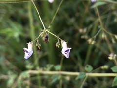 Isodon amethystoides