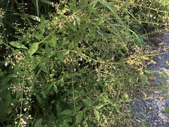 Isodon amethystoides