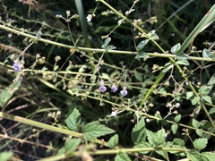 Isodon amethystoides