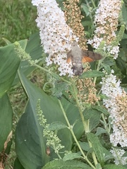 Macroglossum stellatarum