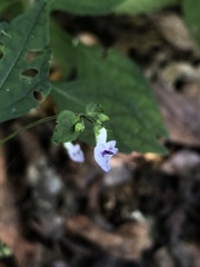 Isodon amethystoides