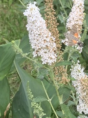 Macroglossum stellatarum