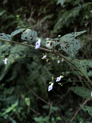 Isodon amethystoides