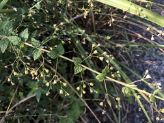 Isodon amethystoides