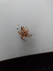 Araneus diadematus