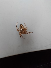 Araneus diadematus