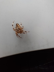 Araneus diadematus
