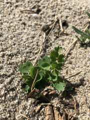 Thalictrum squarrosum