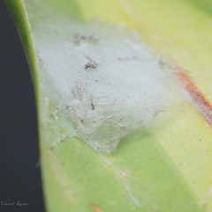 Myrmaplata plataleoides