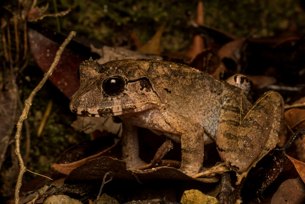 Malesian Frog (Limnonectes malesianus)