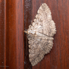 Polydesma boarmoides