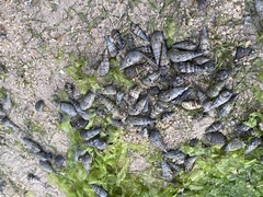 Batillaria zonalis
