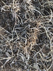 Carex duriuscula duriuscula