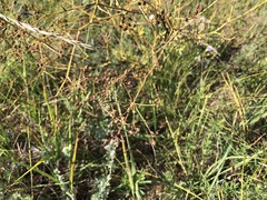 Saposhnikovia divaricata