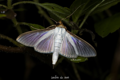 Cydalima laticostalis