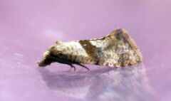 Cochylidia implicitana