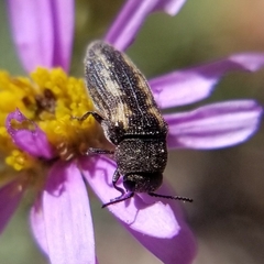 Anambodera