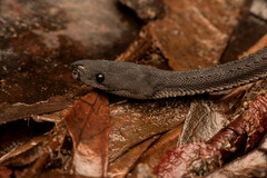 Xenodermus javanicus