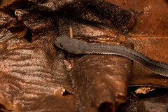 Xenodermus javanicus