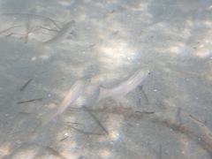 Seriphus politus