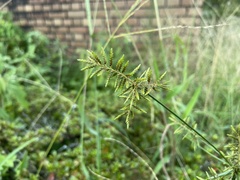 Cyperus microiria