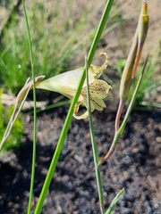 Gladiolus recurvus