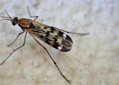 Outhouse Fly photo 4