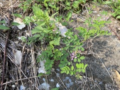Indigofera pseudotinctoria