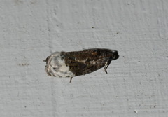 Apotomis betuletana