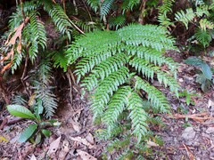 Cyathea rebeccae