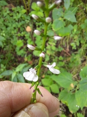 Phryma