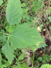 Phryma
