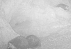 Paraechinus aethiopicus